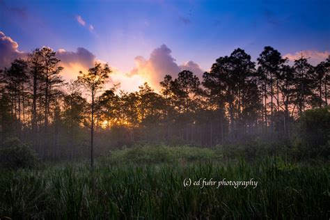 Corkscrew Swamp Florida Ed Fuhr Photography