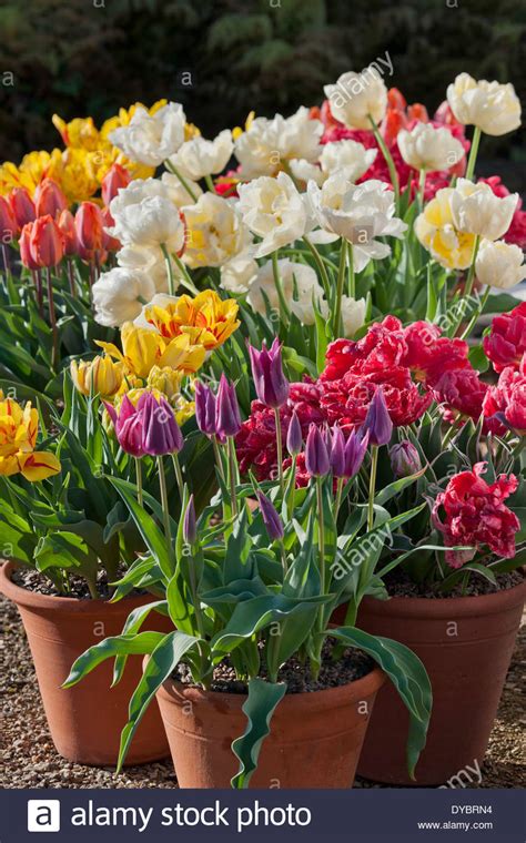 Mixed Tulips In Containers Stock Photo Royalty Free Image