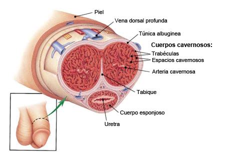 Apr 23, 2015 · el frenillo es la capa de piel situada en la cara inferior del pene que une el glande con la superficie interior del prepucio con el objetivo de ayudar a retraer el prepucio sobre el glande. El Pene