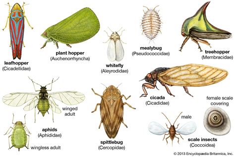 Homopteran Description Features Natural History And Classification