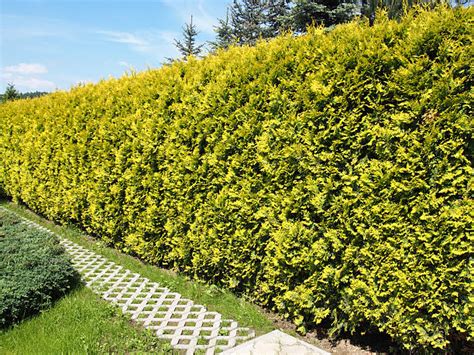 How To Plant A White Cedar Hedge And Commonly Asked Questions About The