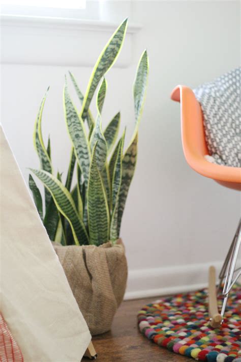 Easiest Indoor Plants That Purify The Air Primally Inspired