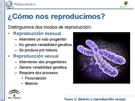 Tema 3 Meiosis Y Reproduccin Sexual La Variabilidad