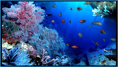 Aquarium Screensavers 3d Wallpaper Best Hd Wallpapers