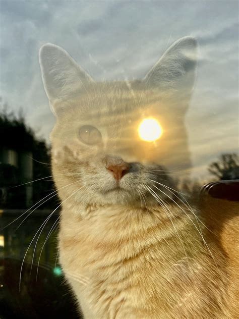 Psbattle Cat With Sun In Eye Rphotoshopbattles