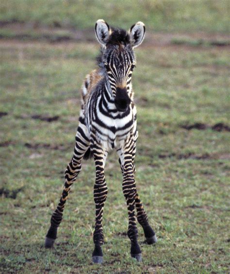 Baby Zebra Learning How To Stand Up Baby Zebra