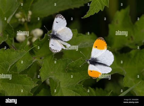 Orange Tip Butterfly Anthocharis Cardamines Norfolk May 2023 Stock