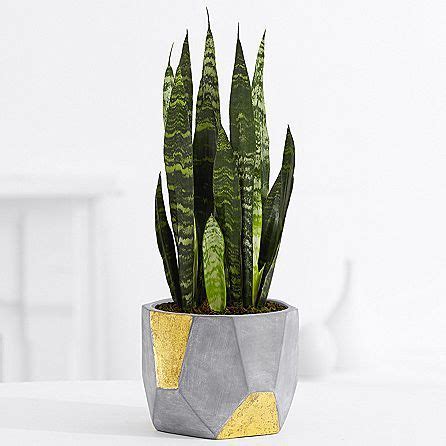 Snake plants are on the top of the list of air purifying plants. Sansevieria - Tabletop Plant | Feng shui plants, Plant ...