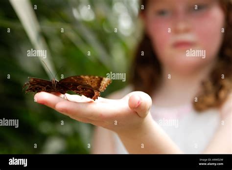 Girl Holding Big Butterfly On Leaf Symonds Yat Wye Valley England
