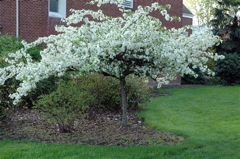 Malus Sargentii Landscape Plants Oregon State University