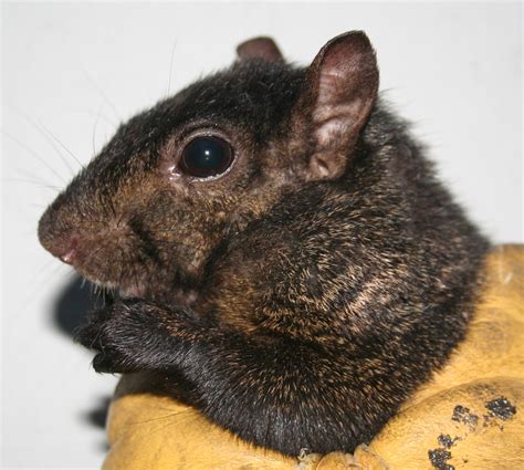 The black squirrel is an uncommon sight in the squirrel population. Black Squirrels | Pictures of Black Squirrel caught in ...