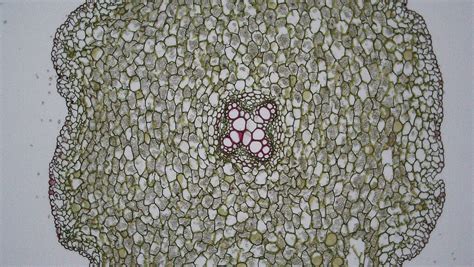 Herbaceous Dicot Root Ranunculus Cross Section Ranunculu Flickr