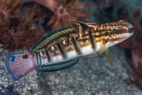 31 Reef Safe Gobies Best Gobies For Reef Tanks The Pet Supply Guy