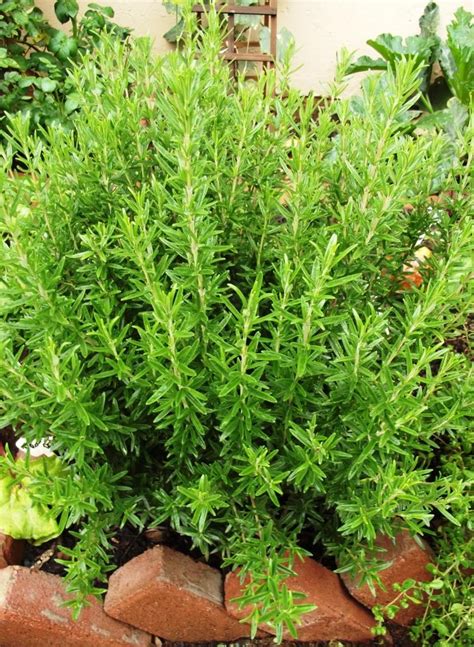 Roots N Shoots Rosemary How To Grow Herb Of The Month