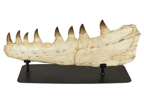 245 Mosasaur Jaw Prognathodon With Custom Stand 236860 For Sale