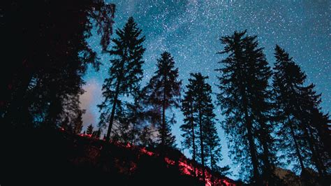 Download Wallpaper 1920x1080 Spruce Forest Trees Starry Sky Stars