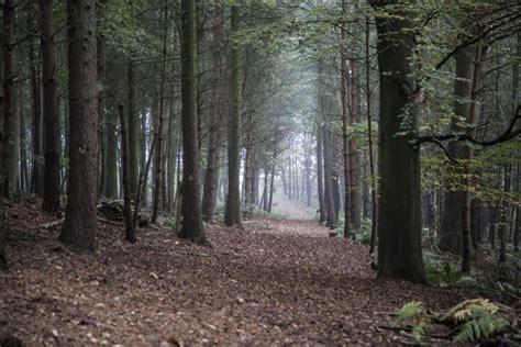 Foggy Forest Free Stock Photo Public Domain Pictures