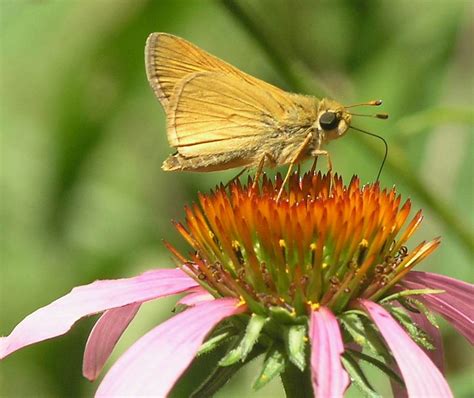 Delaware Skipper Butterfly Anatrytone Logan For Species Flickr