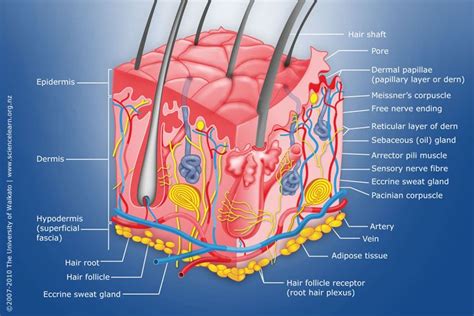 The Layers Of The Skin Skin Structure Skin Anatomy