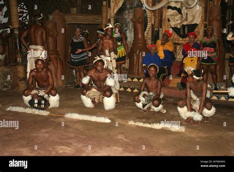 traditional zulu dancing at shakaland zulu cultural village eshowe kwazulu natal south africa