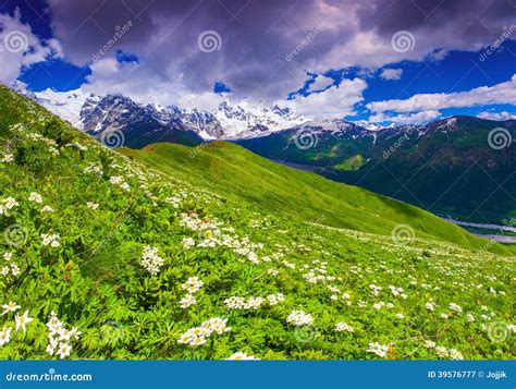 Blooming Daisies On Mountain Meadow Stock Image Image Of Mountain