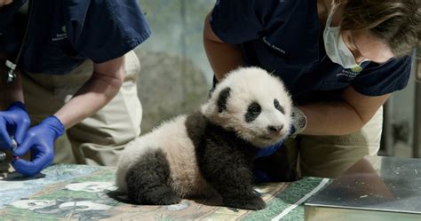 Video National Zoos Baby Panda Lets Out A ‘feisty Bark Wtop News