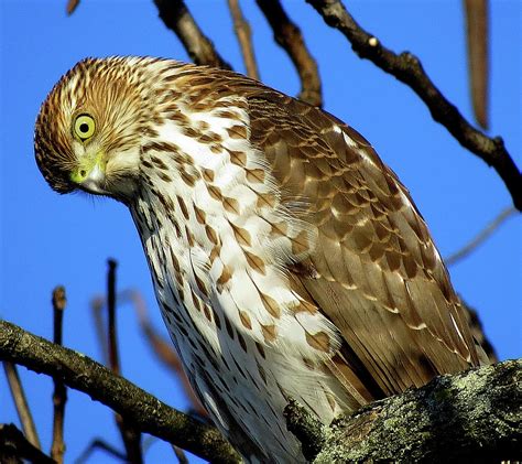 Juvenile Coopers Hawk Are You Talkin To Me Photograph By Linda Stern