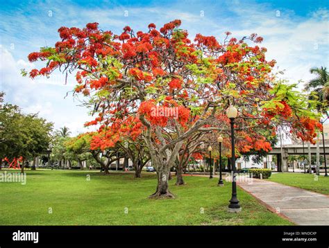 Royal Poinciana Trees Stock Photo Alamy