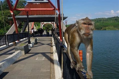 We did not find results for: Monyet Pake Jas Hujan Kuning - Jual Kotak Tissue Motif ...