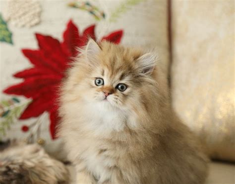 Persian kittens for sale in manhattan. Seven Reasons Why People Like Teacup Himalayan Kittens For ...