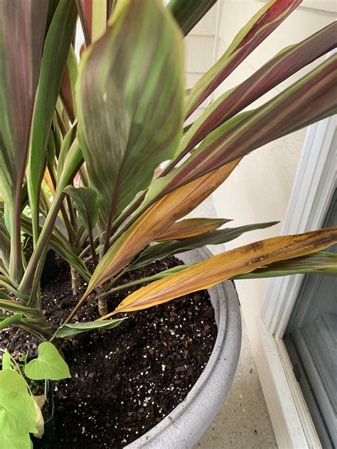 Cordylines Bottom Leaves Turning Yellow Rplantclinic