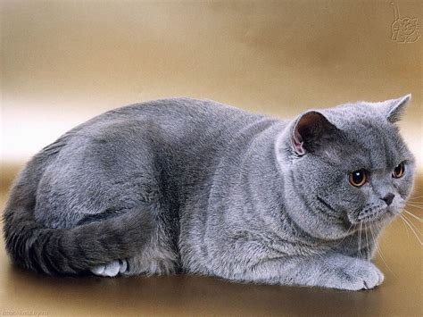 British shorthairs tend to show their the british shorthair originated from a common street cat once called the european shorthair. British Shorthair price range. British Shorthair kittens ...