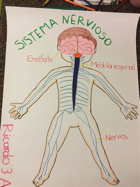 Como Ense Ar El Sistema Nervioso En Primaria C Mo Ense Ar