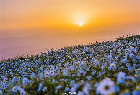 عندما تُشرِقُ الشمسُ جنوباً💛🌼 Landscape Sunrise Flowers