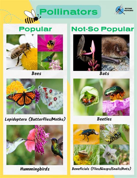 Ecosystem Critical To All Pollinators Popular And Unpopular Pollinator