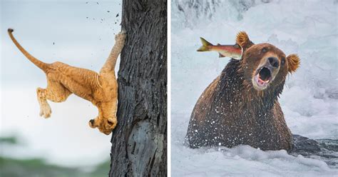 Winners From The Comedy Wildlife Photography Awards That Might