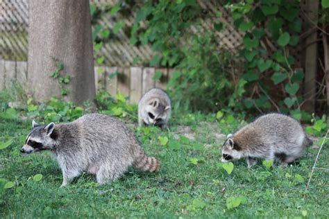 The Dangers Of Raccoon Feces That Could Be Pertinent To Your Health