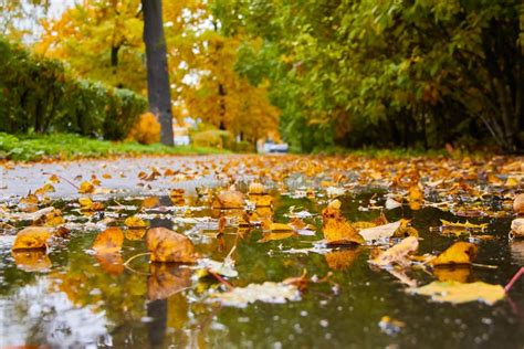 Autumn Puddle After Rain With Autumn Yellow And Maroon Leaves Stock