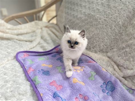 Virginia Ragdolls - Ragdoll, Photo Gallery, Ragdoll, Ragdoll Cat