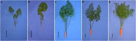 Growth Status Of Carrots From Five Different Developmental Stages A