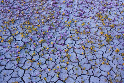 A Rare Phenomenon Of Blooming Flowers In The Badlands Of Utah Usa