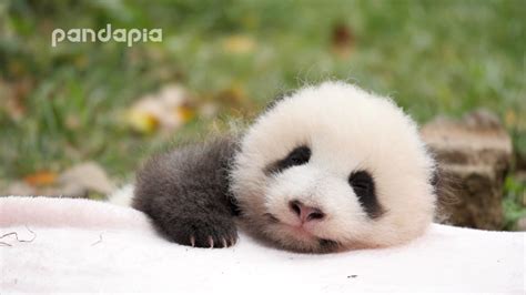 Pandapia Panda Bear Baby Panda Panda