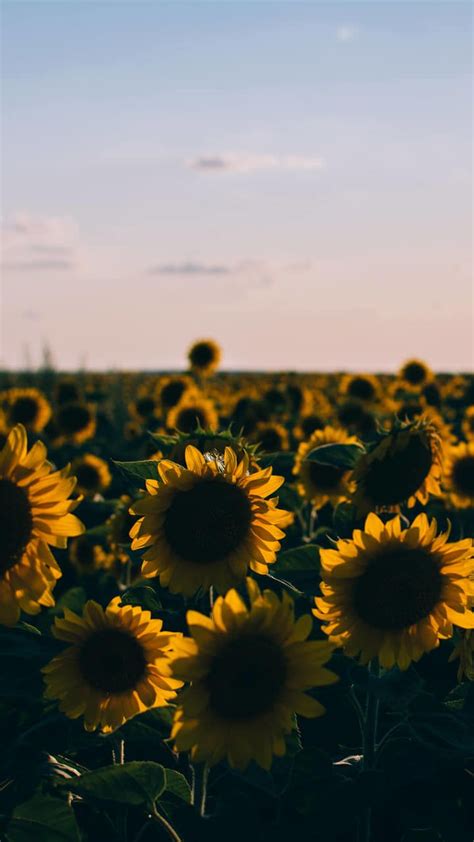 Sunflower Aesthetic Wallpapers Top Free Sunflower