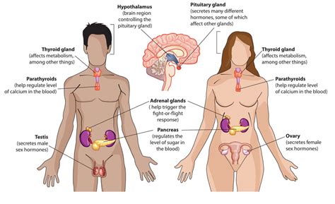 Endocrine System And Hormones Diagram Quizlet