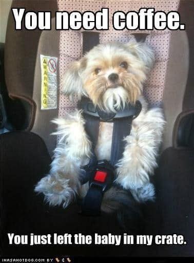 A Small Dog Sitting In A Car Seat With The Caption You Need Coffee
