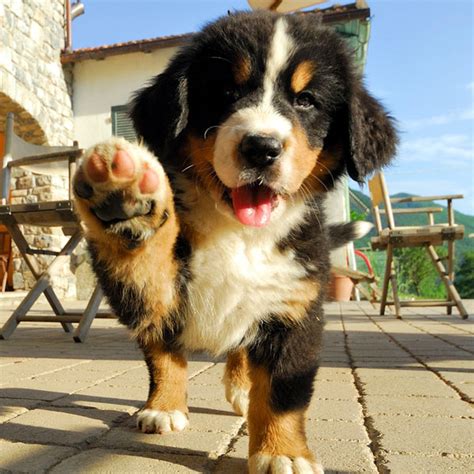 2 males, 1 female remaining. These Pictures of Bernese Mountain Dog Puppies Lead ...
