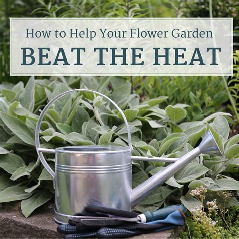 How To Help Your Flower Garden Beat The Heat Longfield Gardens Longfield Gardens