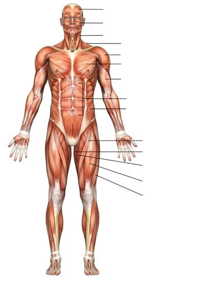 I've labelled the diagrams up to show the main human body the most powerful muscles in the body and those that run along the spine. Trapezius, Deltoid, Adductor Longus
