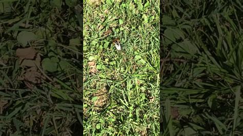 Normally this means their nemesis, cicada killer wasps would be seen cruising woodlands and landscapes in search of their exclusive prey. Found a cicada killer wasp - YouTube