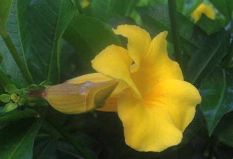 Plant width is variable and really depends on the type of structure that supports the wisteria. Allamanda Summer Flowering Vine Plant Yellow Mauve - 5 ...